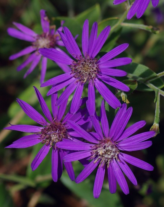 The native Georgia Aster as part of a landscape design in Atlanta