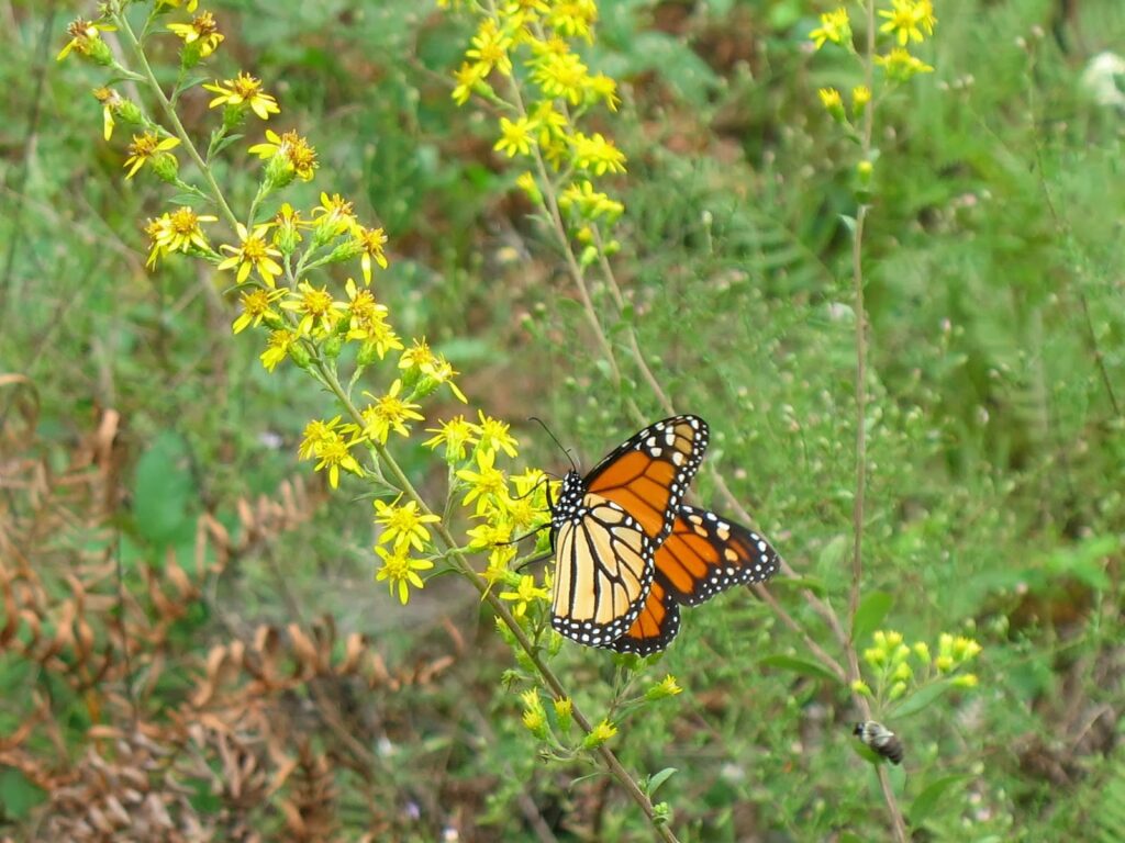 healthy native plants can attract butterflies as part of a landscape design in Atlanta